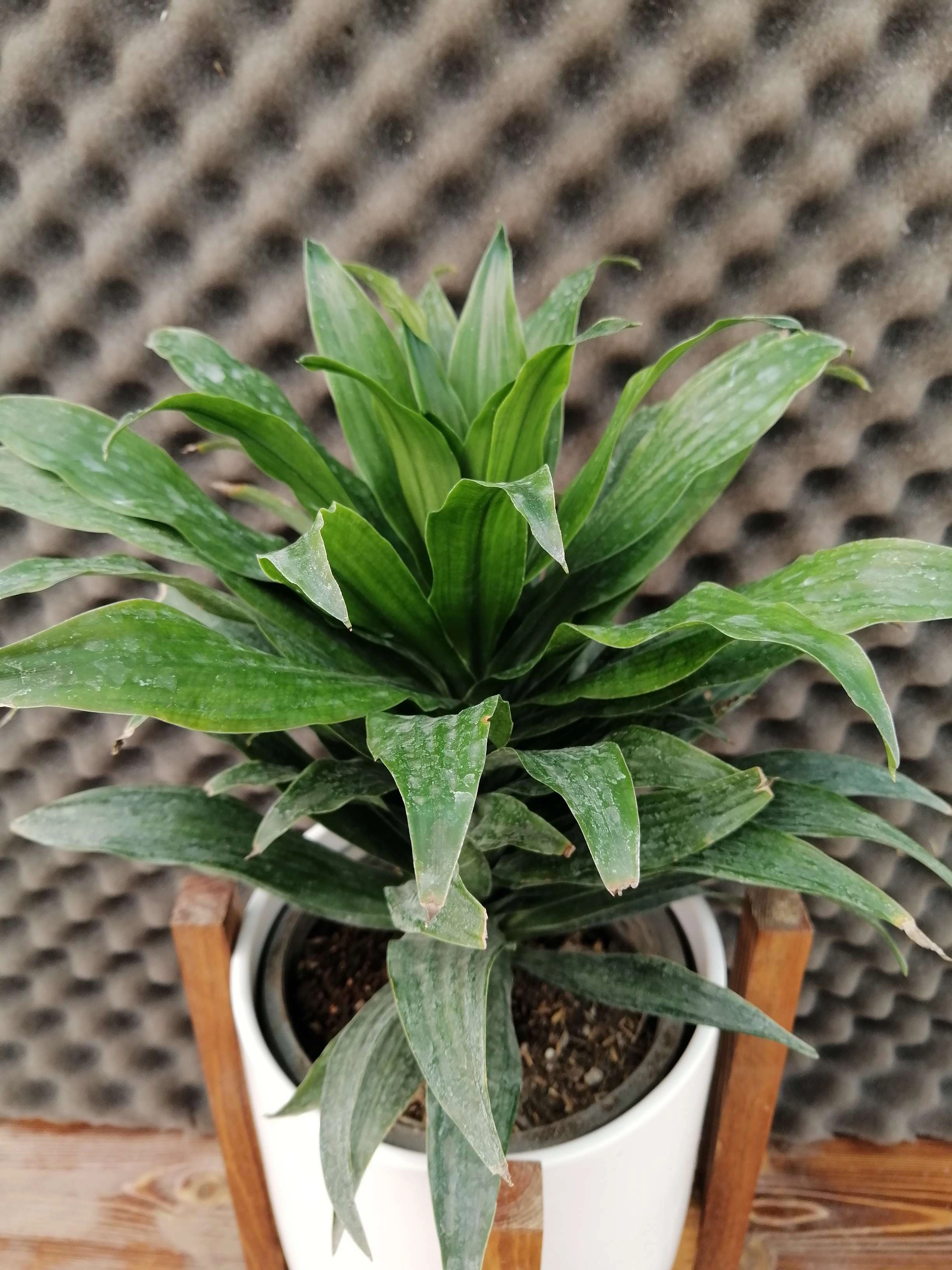 Dracaena compact