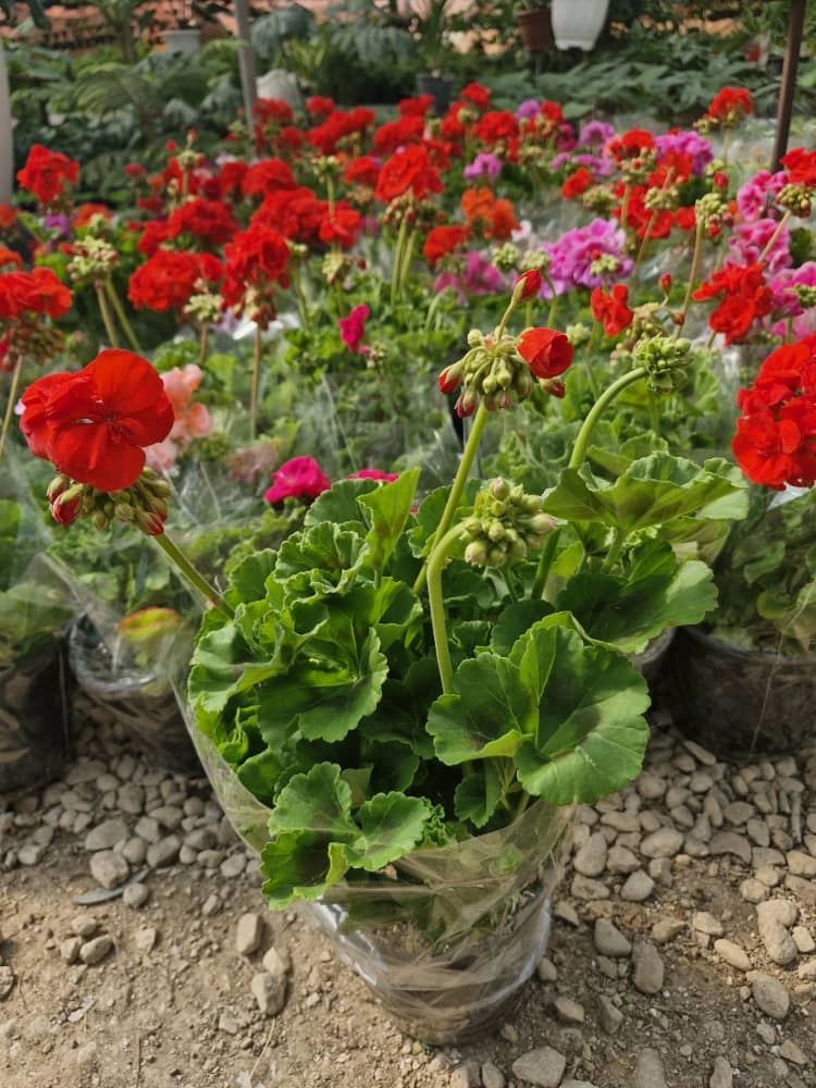 شمعدانی هلندی