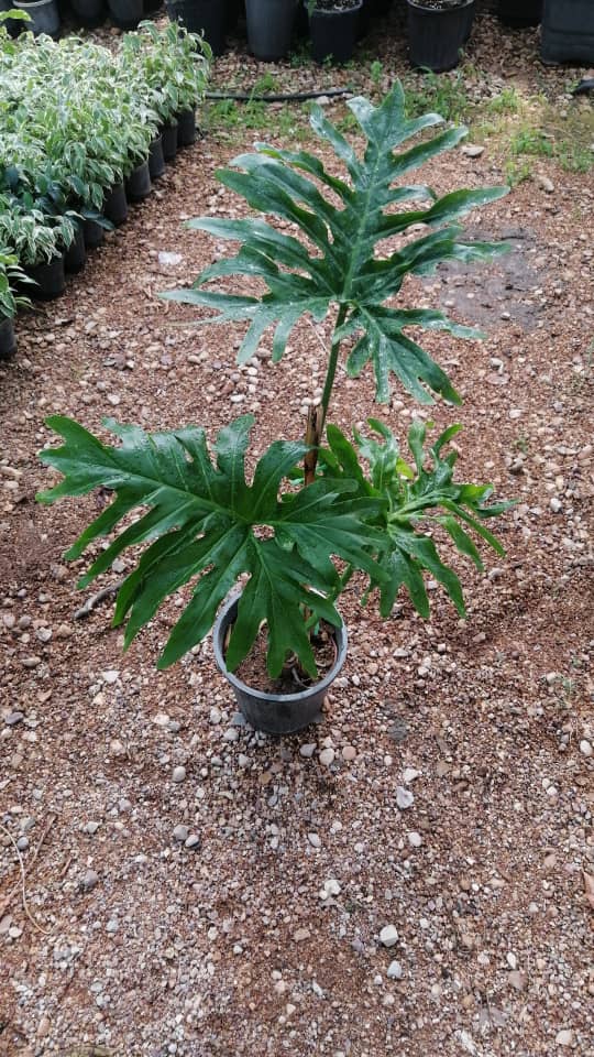 گیاه برگ انجیری
